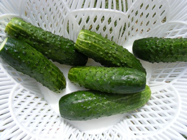 cucumber-88207_1280